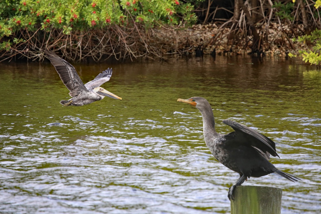 Cormorant