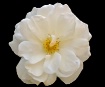 White Flower 3