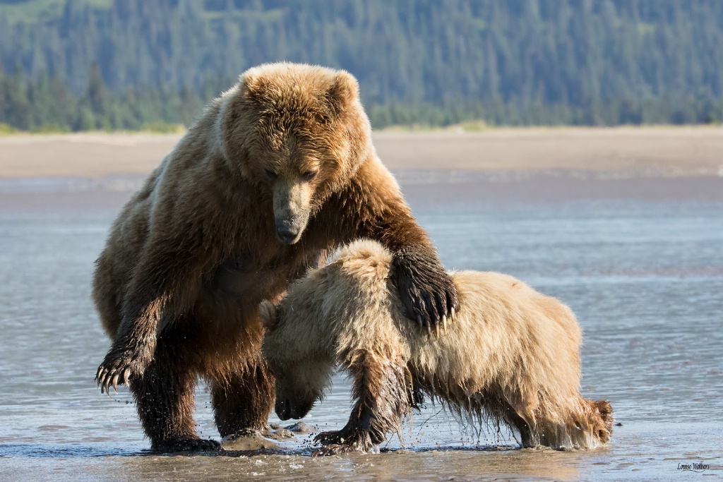 Mama Bear Discipline - ID: 15434729 © Louise Wolbers