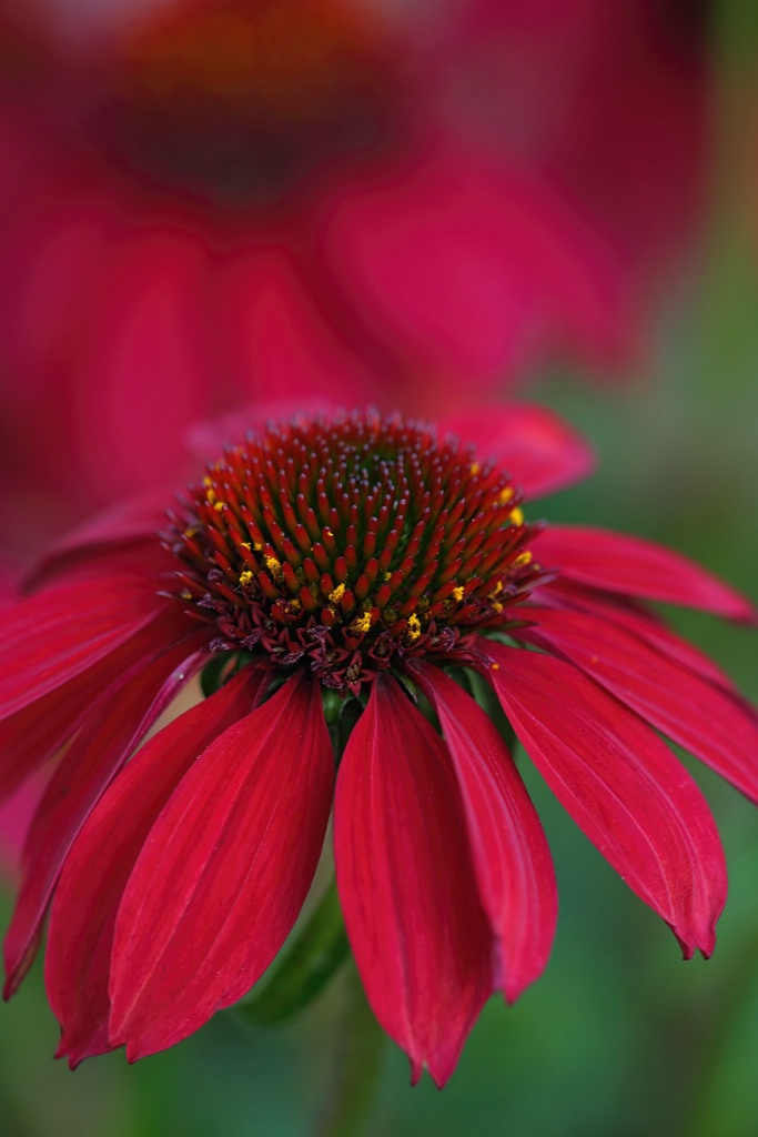 Red Cone Flowers