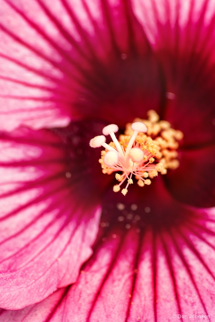 Pink Hibiscus-Inside 7-31-17 009