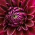 © Bonnie L. Smith PhotoID # 15434789: Dahlia