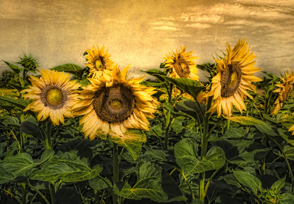 Sunflower Gold