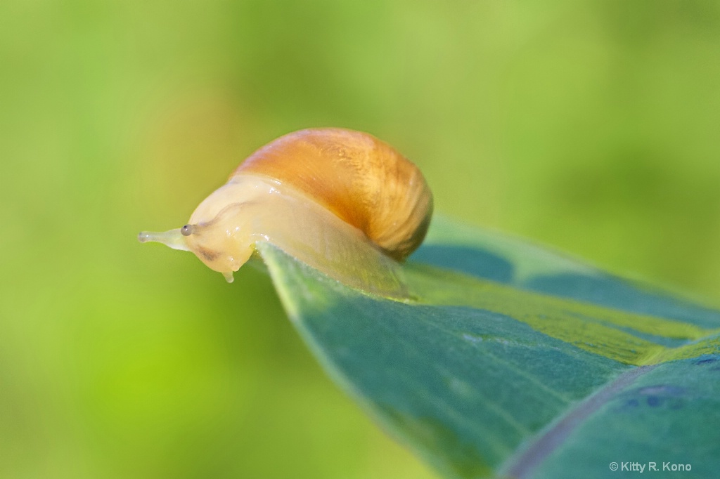 Little Snail on a Milkweed Leaf
