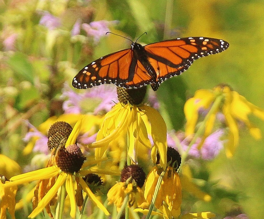 Monarch on Cone Flower