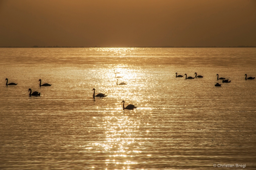 Swan