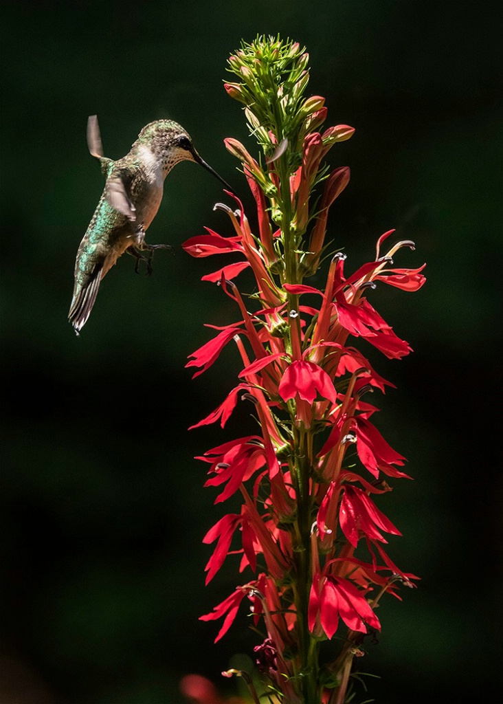 Hummingbird on Cardinal Flower   2017 - ID: 15436188 © george w. sharpton
