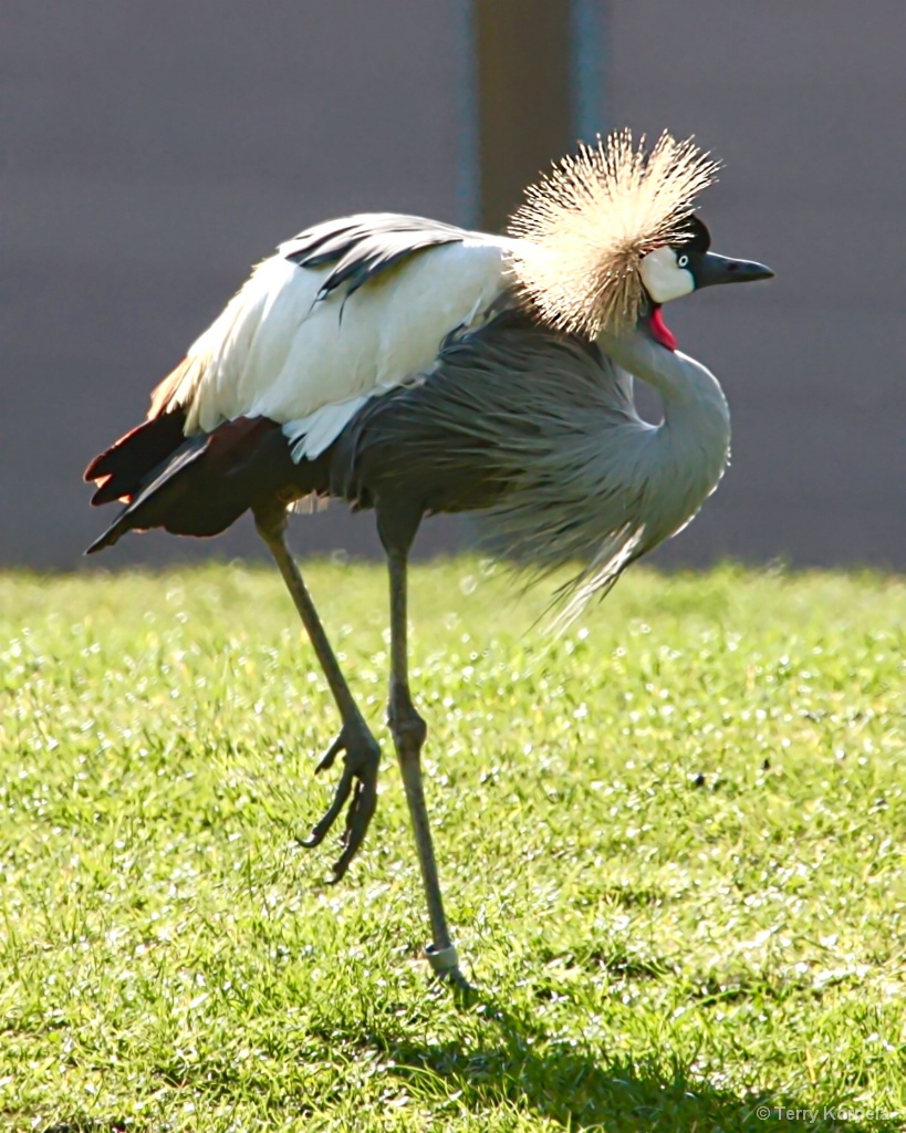 West African Black-crowned Crane