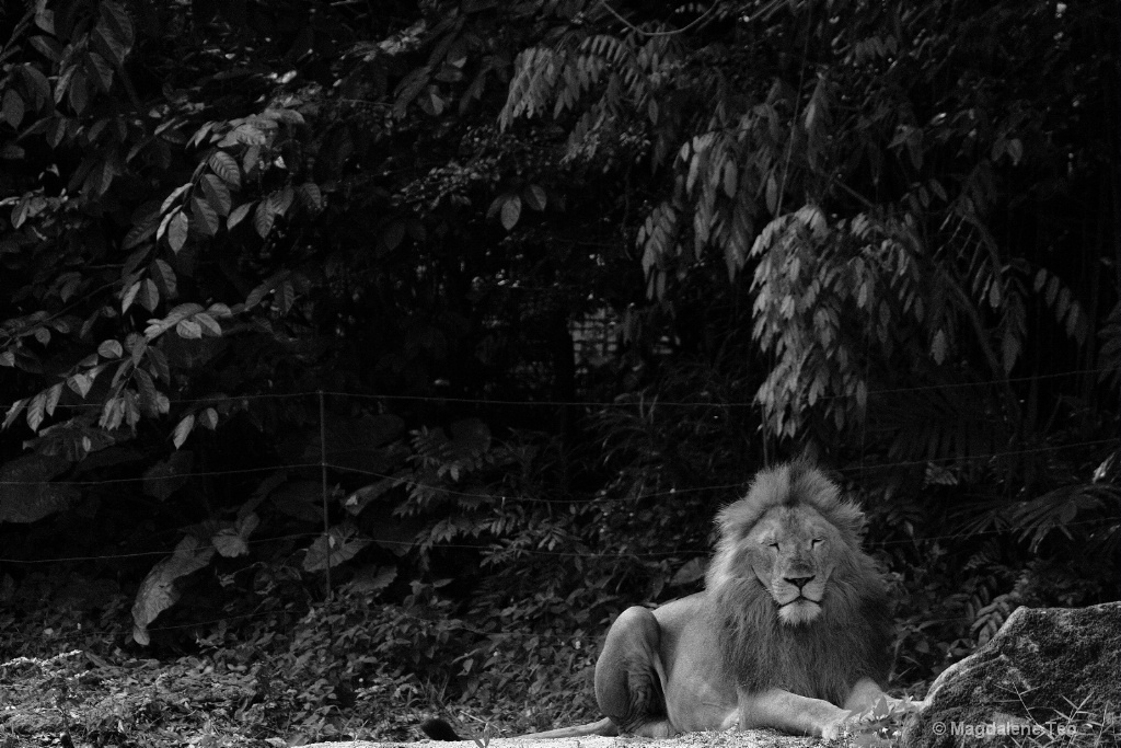 Animal Series - African Lion - ID: 15436605 © Magdalene Teo