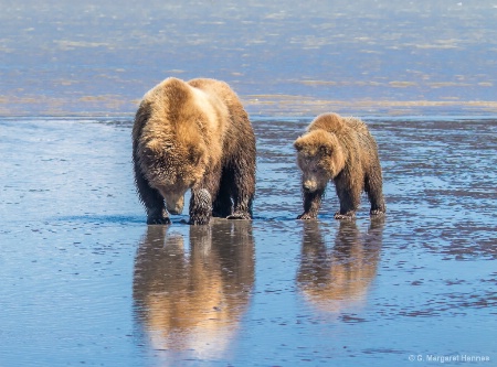 Mother and Cub Clamming