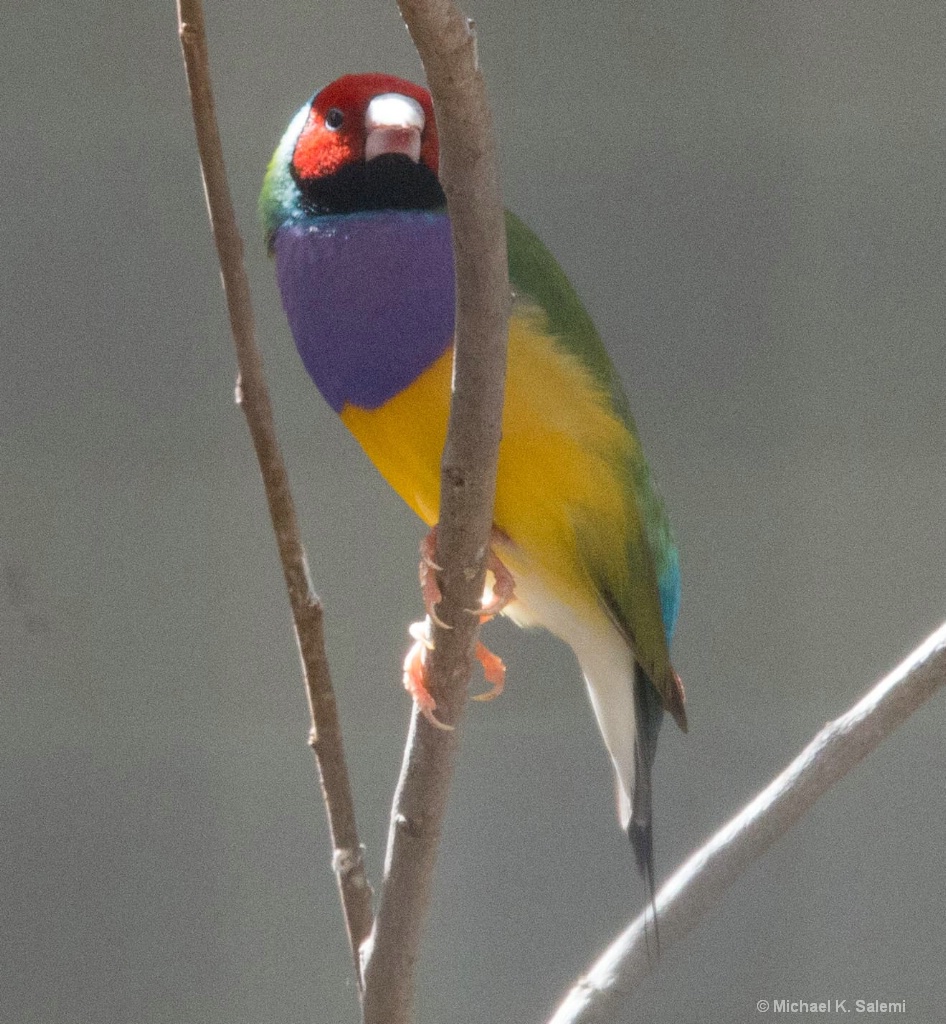 Lotusbird Finch