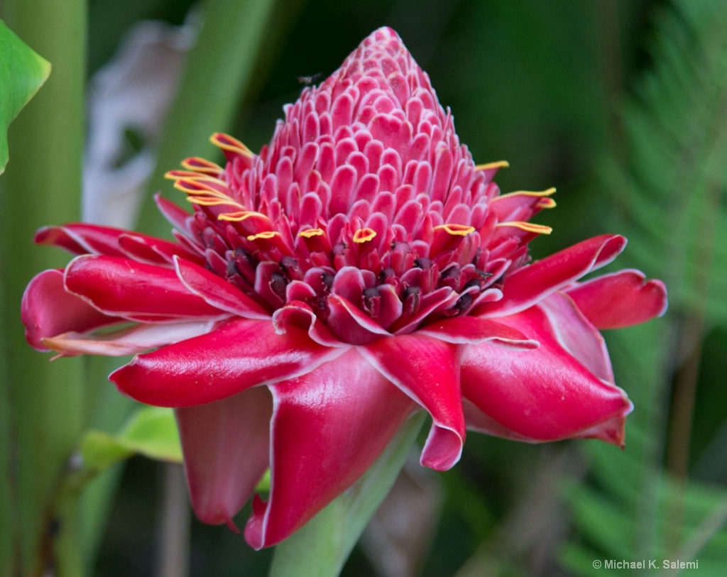 Cooktown Botanic Garden - ID: 15438399 © Michael K. Salemi
