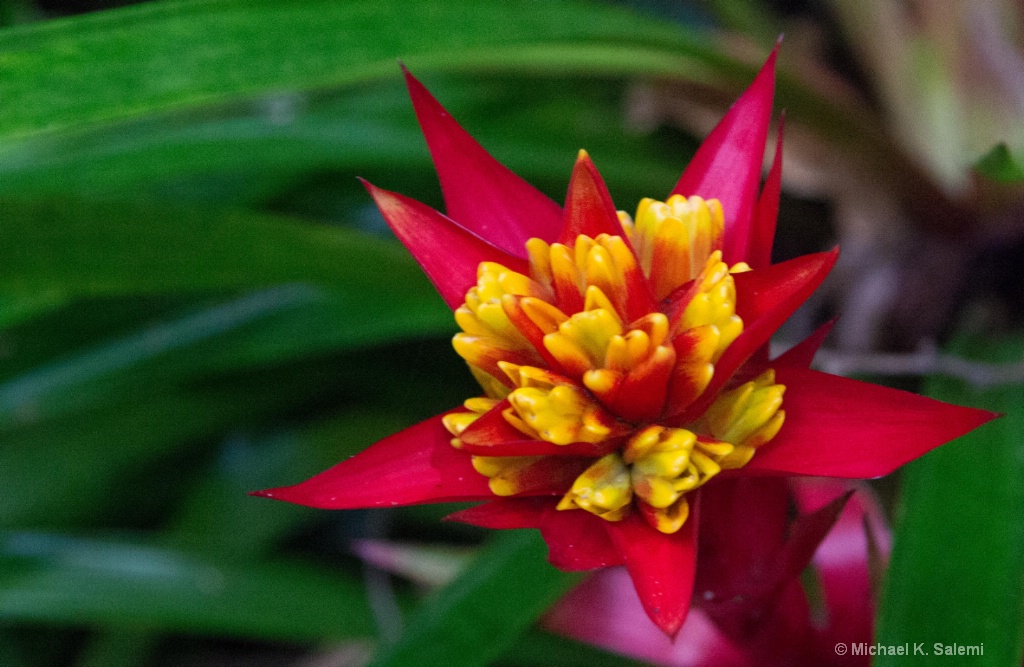 Cape Tribulation Flower - ID: 15438418 © Michael K. Salemi