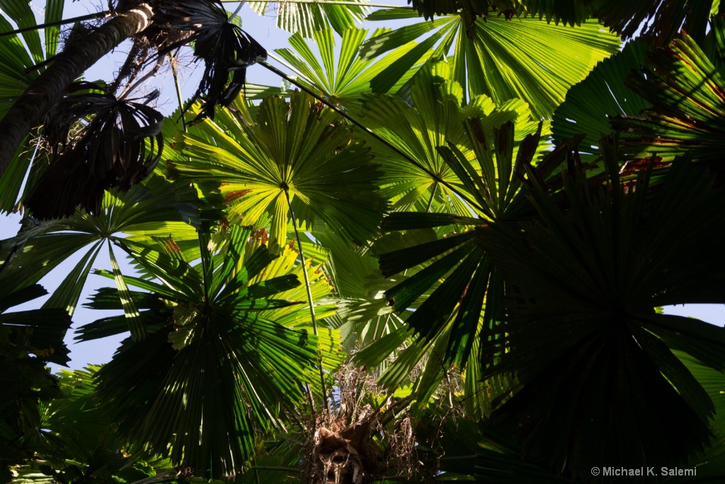 Cooper Creek Fan Palm - ID: 15438419 © Michael K. Salemi