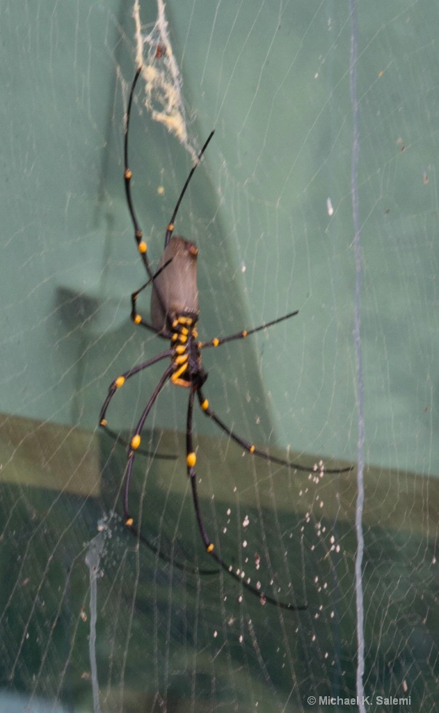 Mossman Gorge Spider - ID: 15438425 © Michael K. Salemi