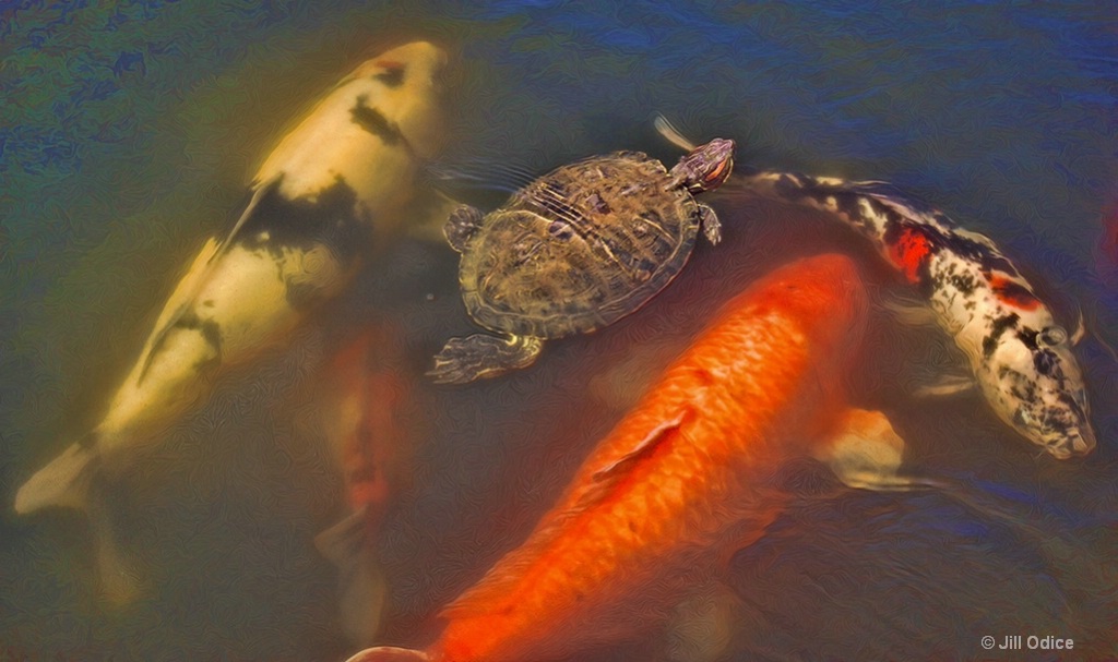 Turtle and Koi