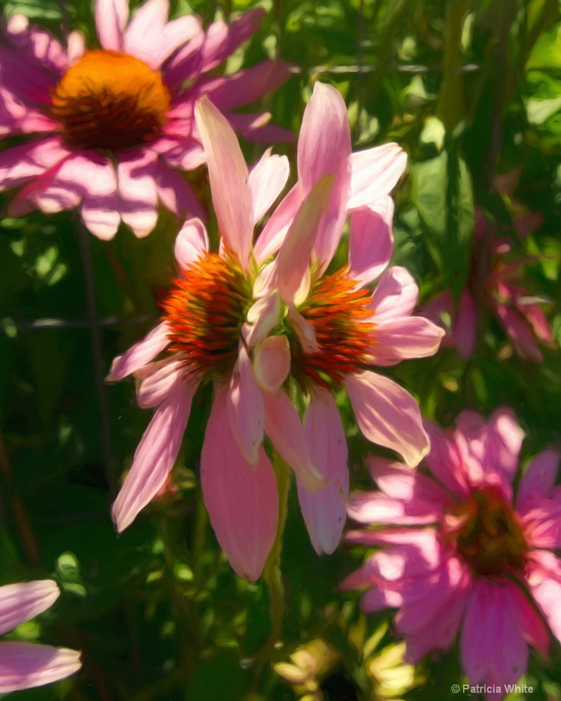 Dual Cone Flowers