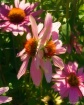 Dual Cone Flowers