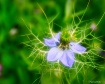 A Very Wild Looki...
