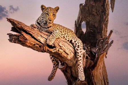 Leopard of Botswana  6284