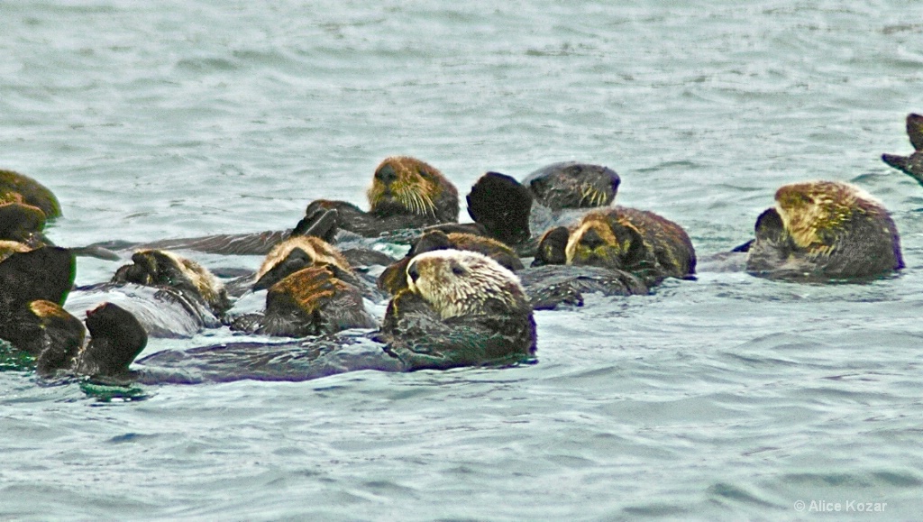 Sea Otters Praying - ID: 15442239 © Alice Kozar