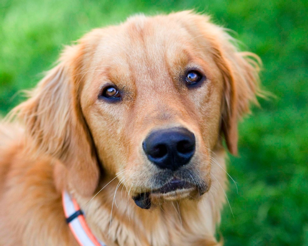 Murphy - ID: 15442298 © Wendy Wyatt