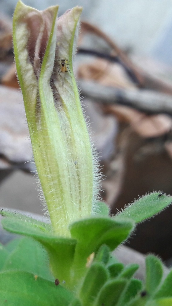 Insect waiting for the flower to bloom!!