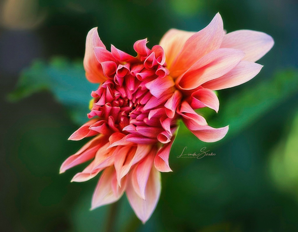 Cascading Dahlia