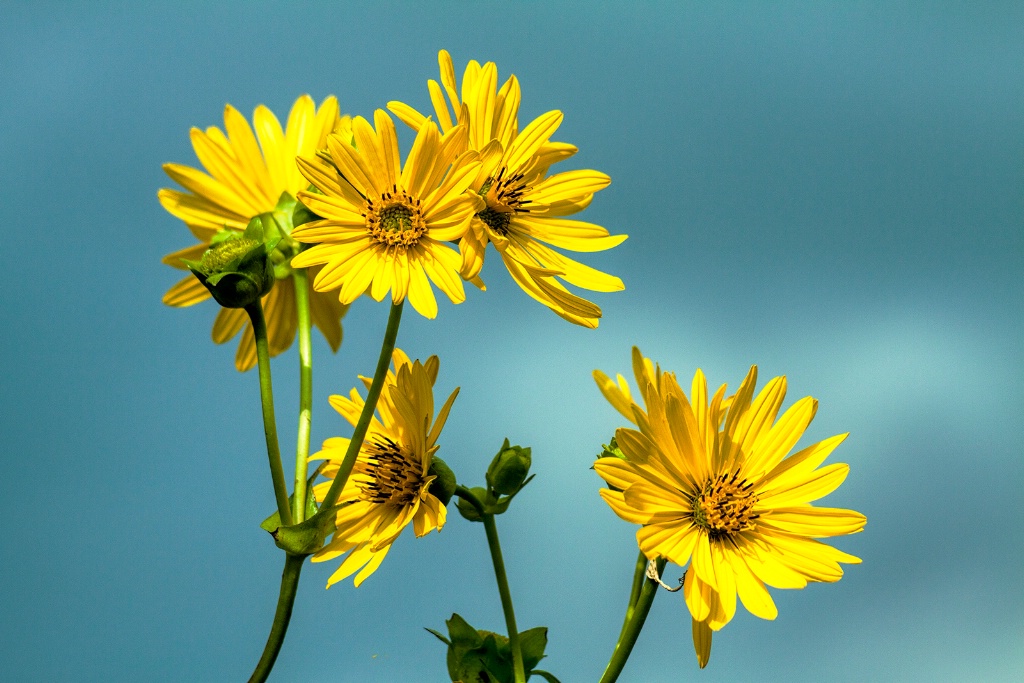 Lots of yellow