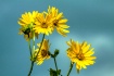 Lots of yellow