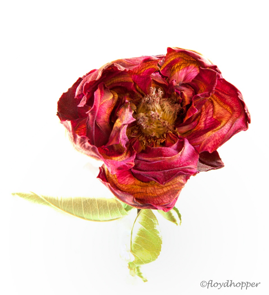 Dried Rose Blossom