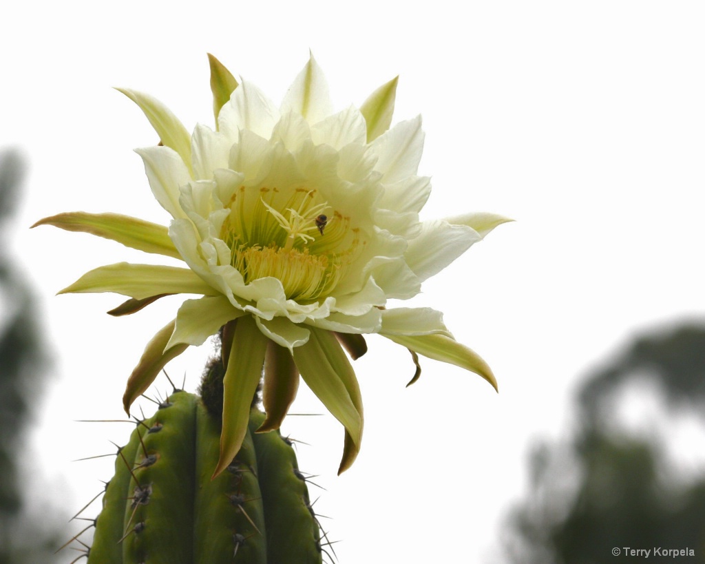 Berkeley Botanical Garden Cactus Flower