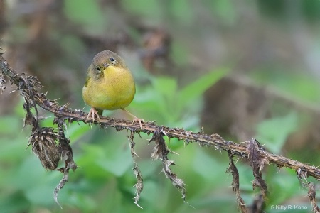 The Curious Yellow Throat 