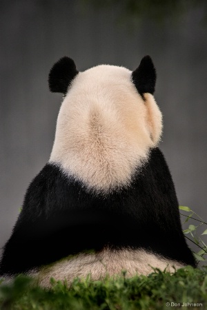 Backward Panda 8-13-17 018