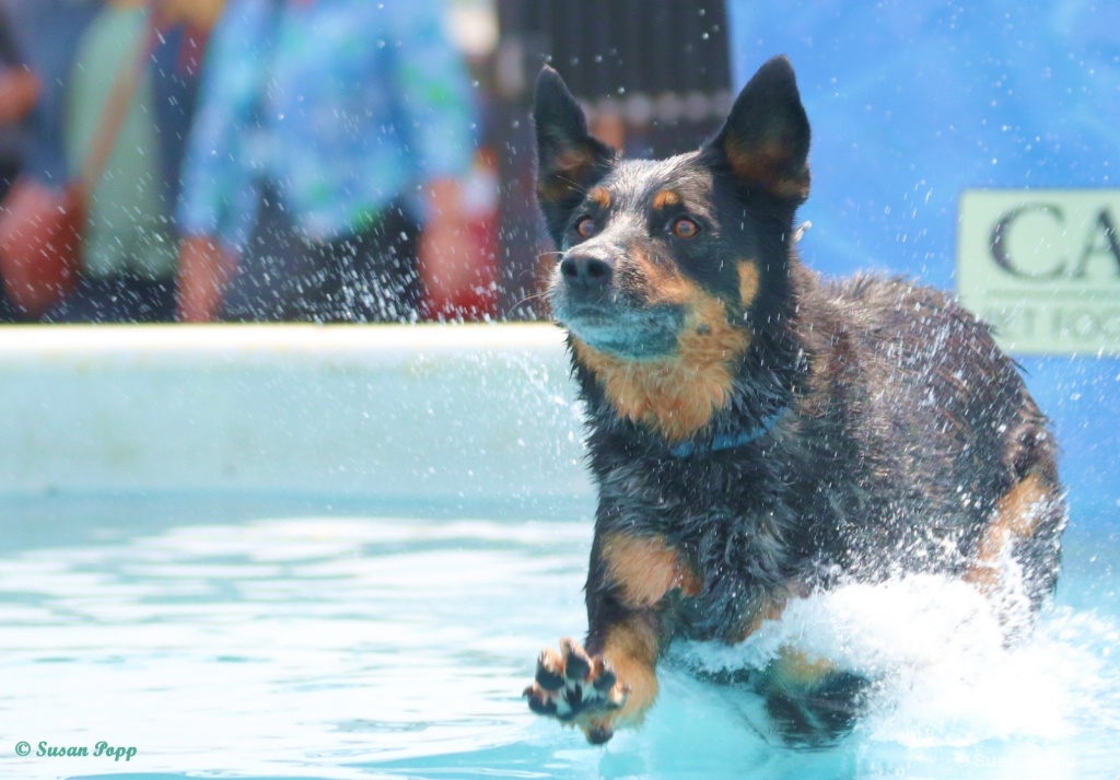 Splash Dogs 11