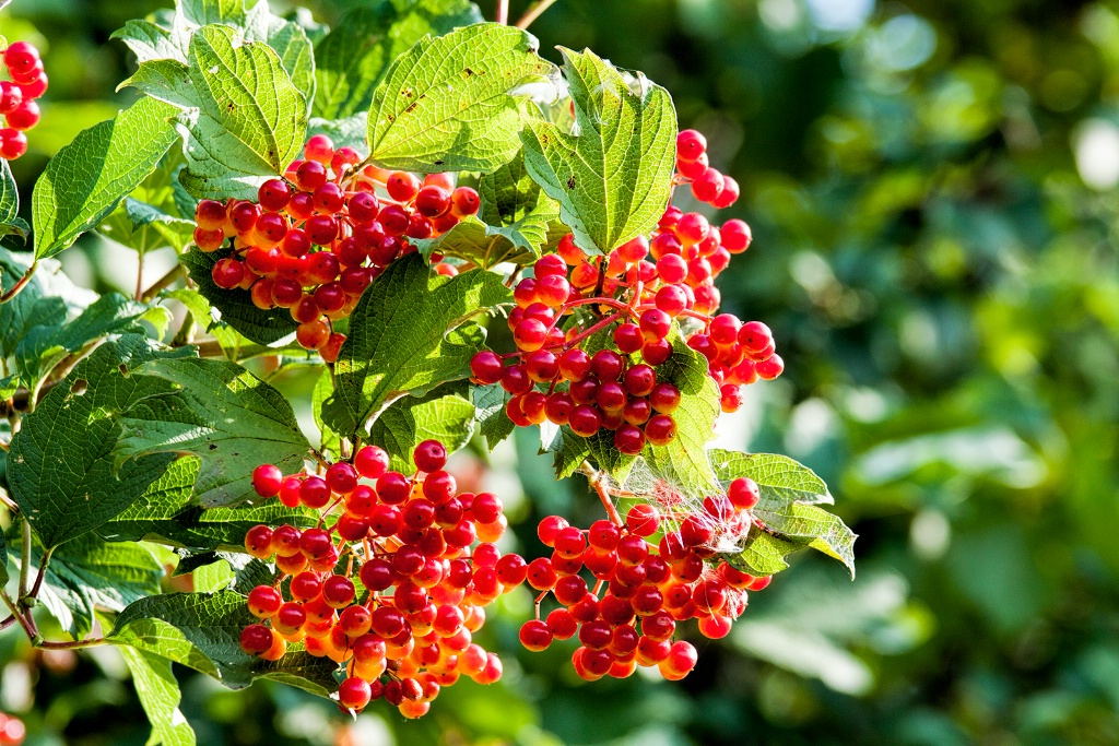Berries