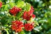 Berries