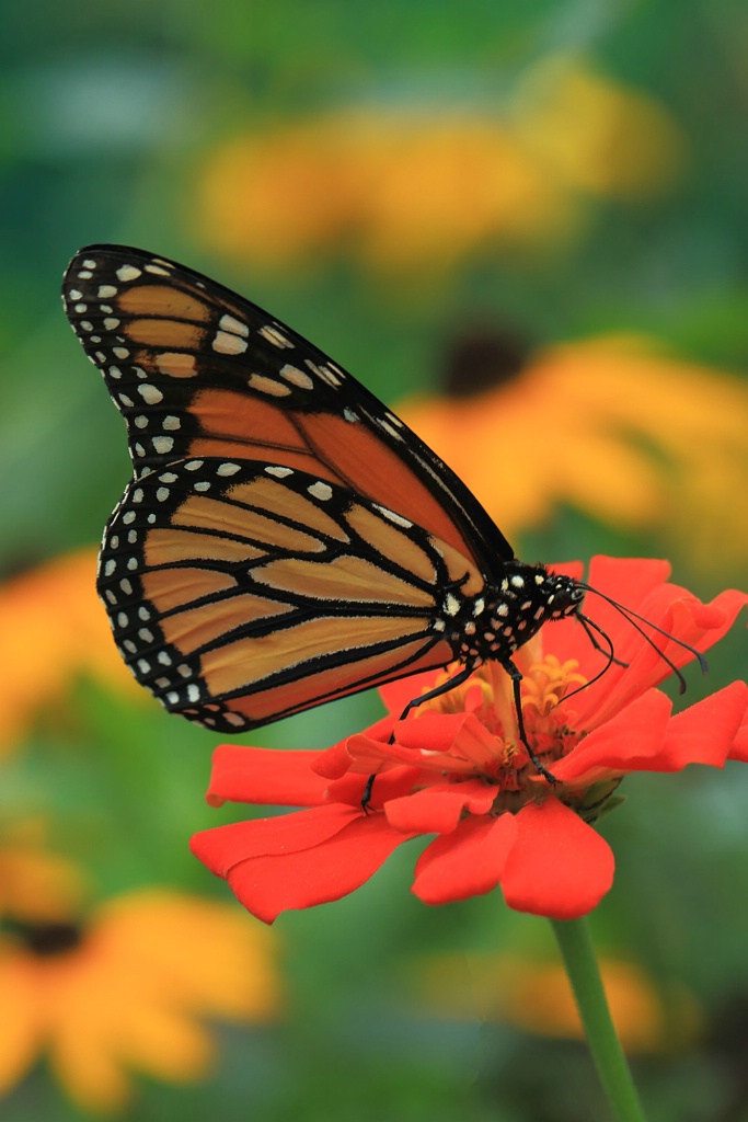 Monarch on Red