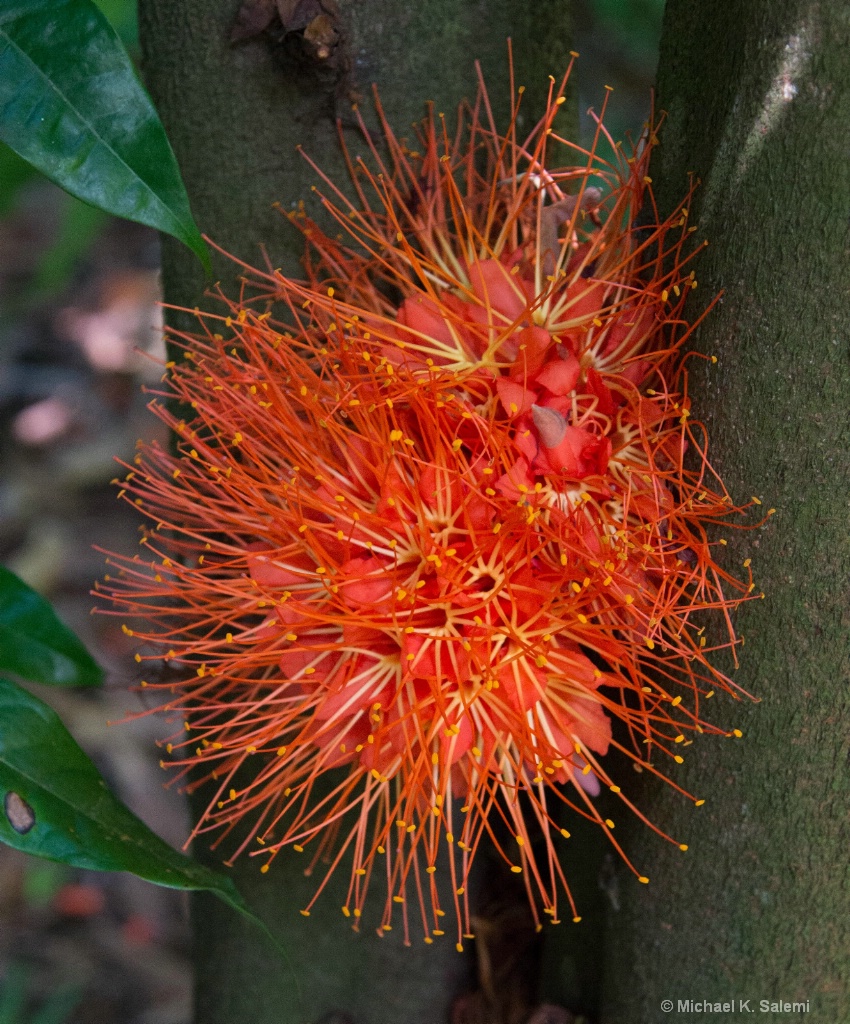 Cairns Botanic Garden - ID: 15443103 © Michael K. Salemi