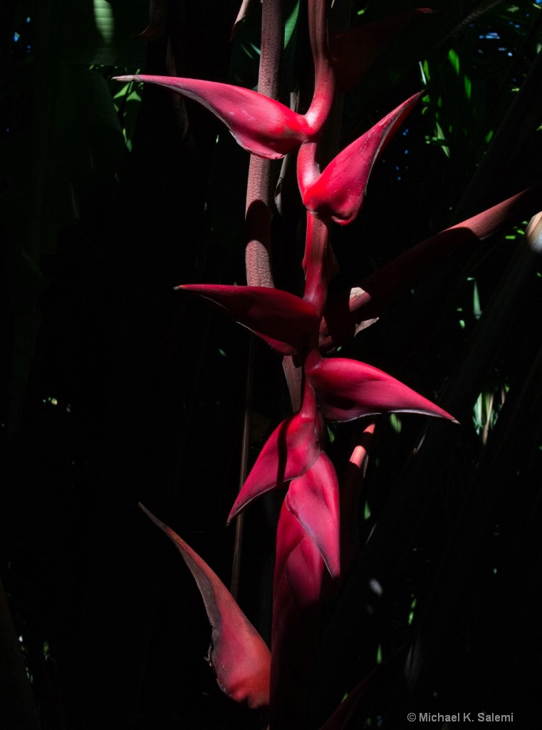 Cairns Botanic Garden - ID: 15443112 © Michael K. Salemi