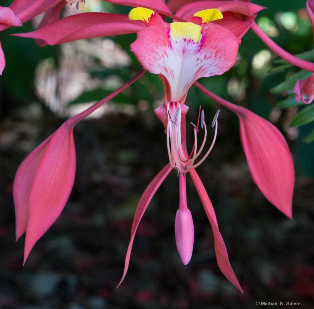 Cairns Botanic Garden - ID: 15443113 © Michael K. Salemi