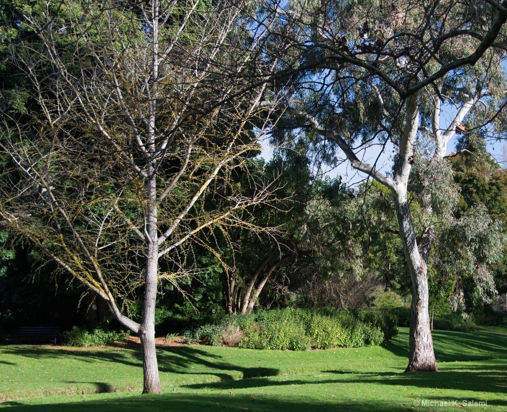 Adelaide Botanic Garden - ID: 15443120 © Michael K. Salemi