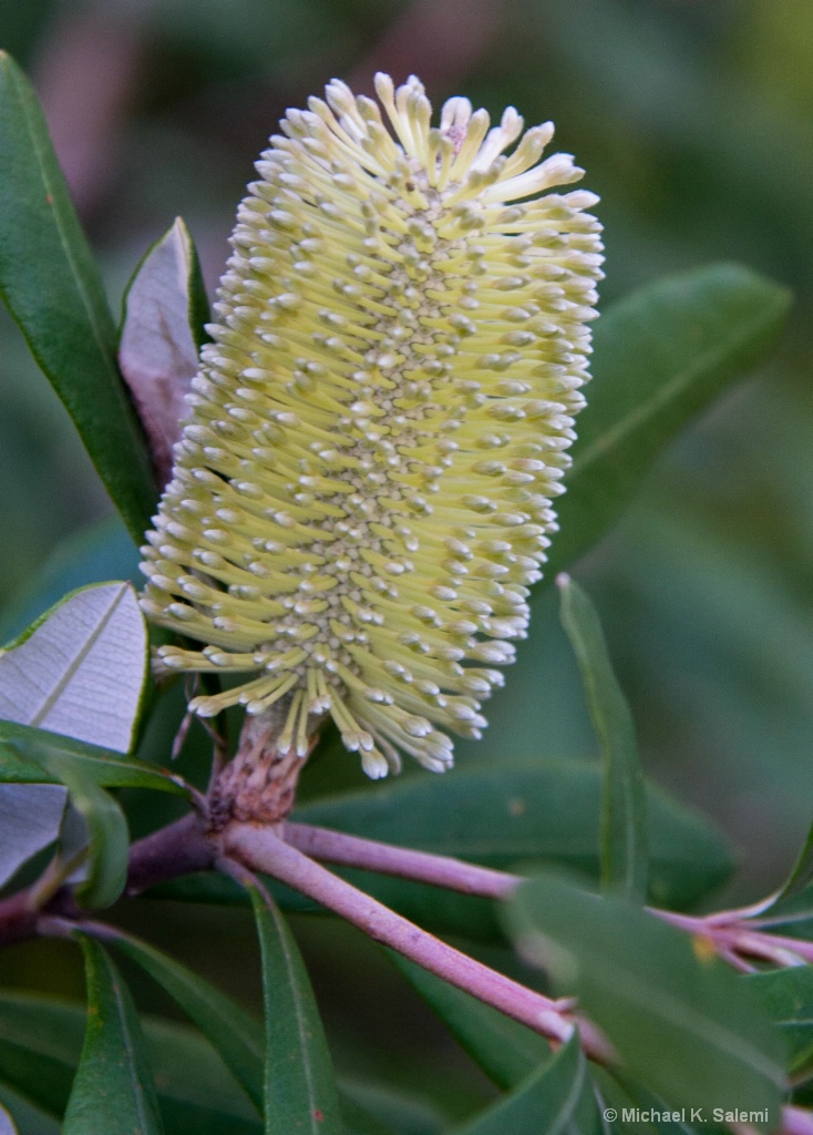Adelaide Botanic Garden - ID: 15443124 © Michael K. Salemi