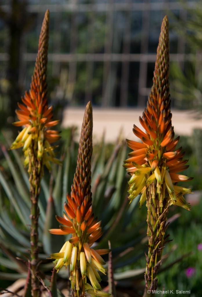 Adelaide Botanic Garden