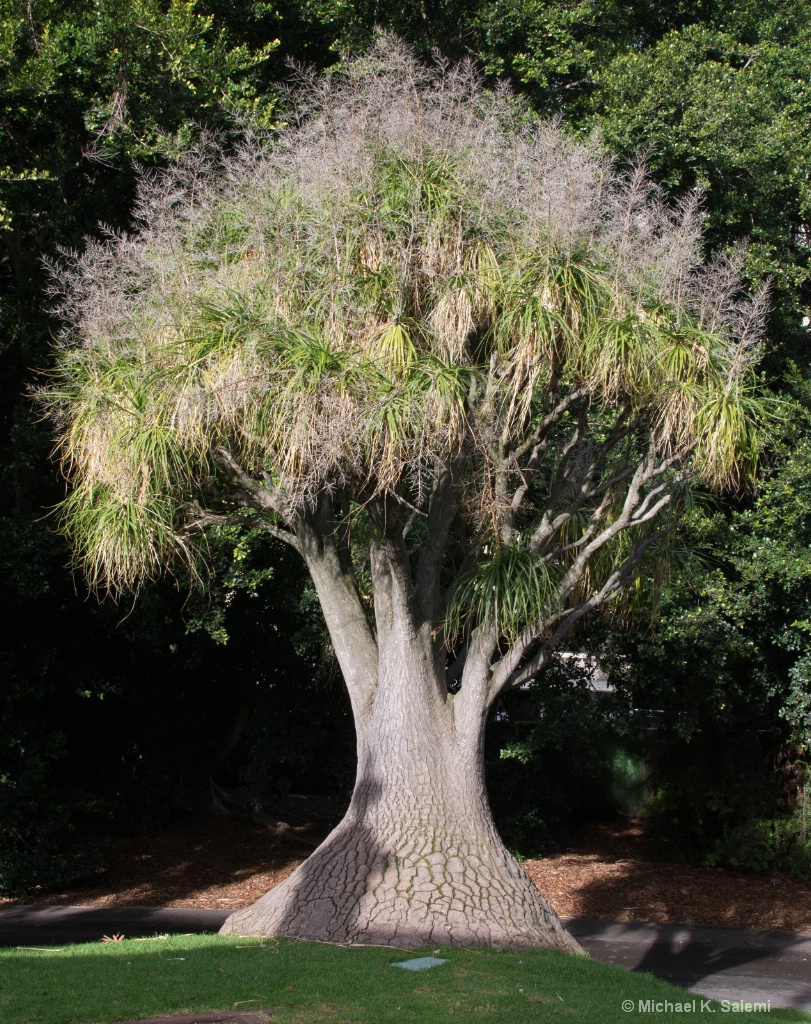 Adelaide Botanic Garden