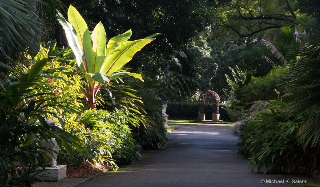 Adelaide Botanic Garden - ID: 15443129 © Michael K. Salemi