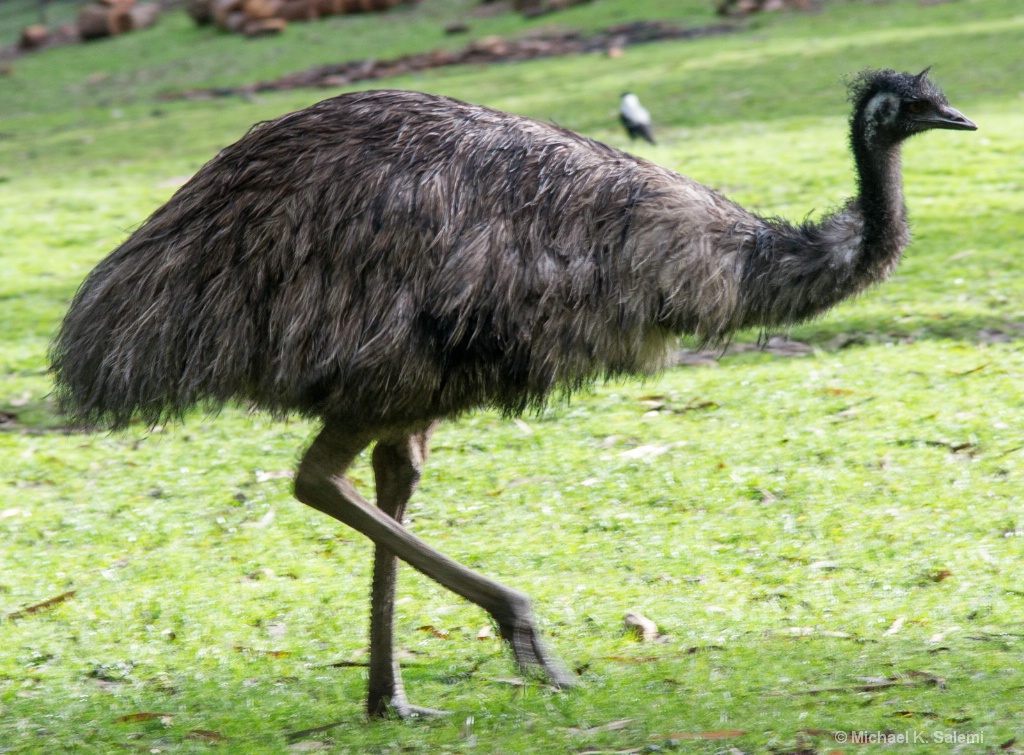 Cleland Cassowary - ID: 15443131 © Michael K. Salemi