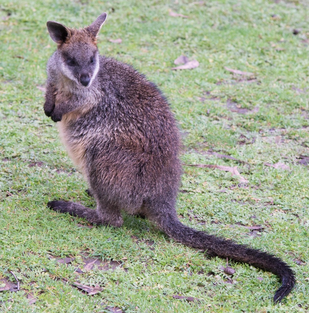 Cleland Wallaby - ID: 15443132 © Michael K. Salemi