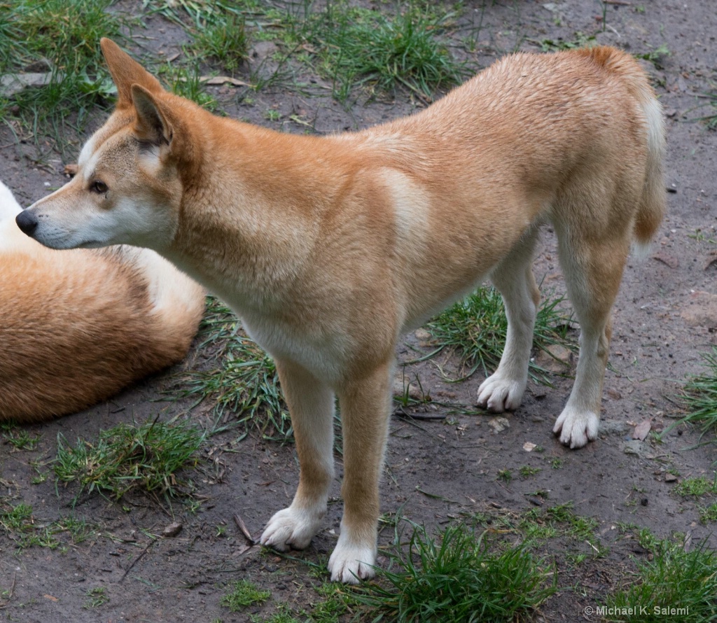 Cleland Dingo - ID: 15443133 © Michael K. Salemi