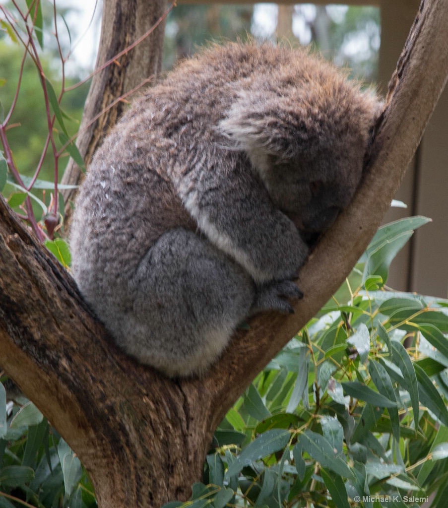 Cleland Koala - ID: 15443134 © Michael K. Salemi